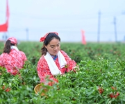 宝丰县石桥镇：辣椒采摘红火日 “土味”奖品火出圈