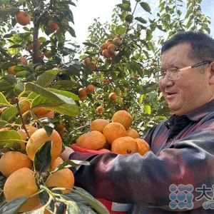 六旬老人王书杰养老有事业 种植甜柿年收入10多万元