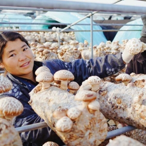 河南泌阳：“蘑菇”院士来坐镇 鲜菇种到非洲去