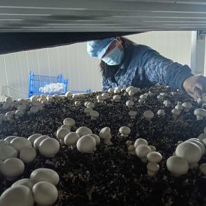 叶县绿城现代农业种植有限公司：双孢菇撑起乡村振兴路