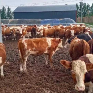 孟州：肉牛养殖扩规模 产业振兴“牛”起来
