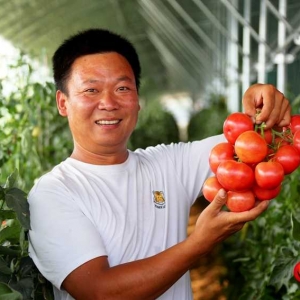 杞县沙沃乡：蔬菜产业撑开群众“致富伞”
