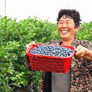 河南社旗：蓝莓结出致富果