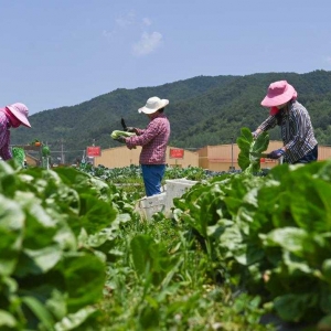 陕西宝鸡：推动农业绿色发展 助力乡村振兴