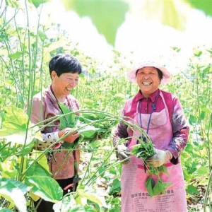 河南柘城：发展特色产业 带动农民增收